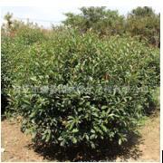 宿遷市耀勢園林綠化工程 構筑綠色生態屏障，提升城市宜居品質