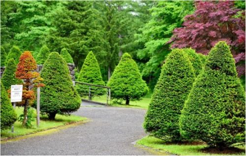 環(huán)境守衛(wèi)者 綠植專業(yè)戶——樂(lè)山市辜氏花木專業(yè)合作社的園林綠化工程