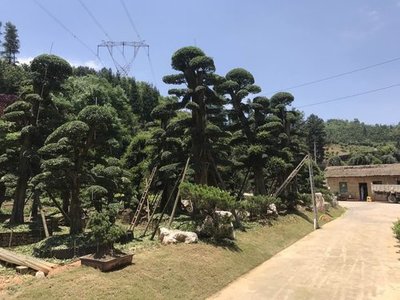 貴陽(yáng)苗木栽培技術(shù)要點(diǎn)與貴州誼信園林綠化工程實(shí)踐