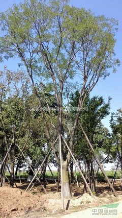 四川精品國槐基地 打造園林綠化工程優(yōu)質(zhì)苗木供應(yīng)源